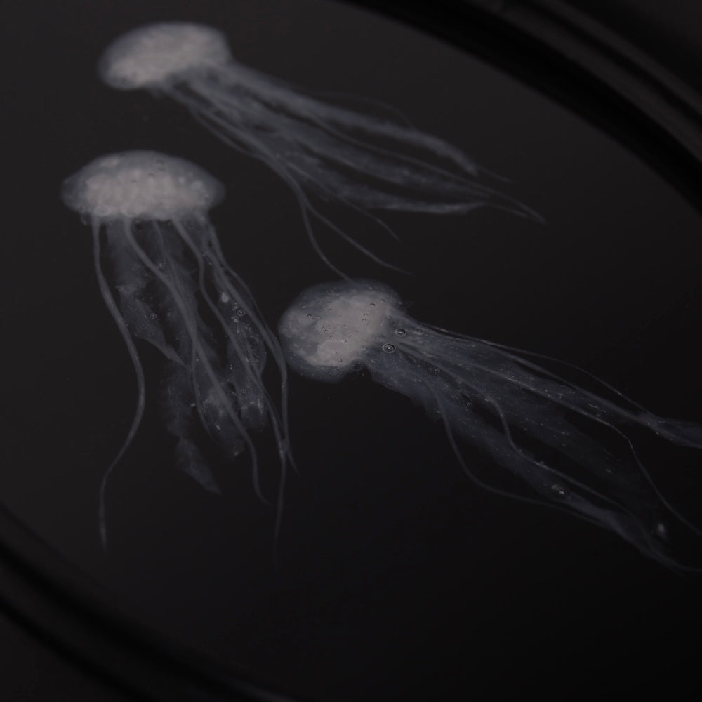 quadretto ovale con meduse sotto resina, particolare delle meduse