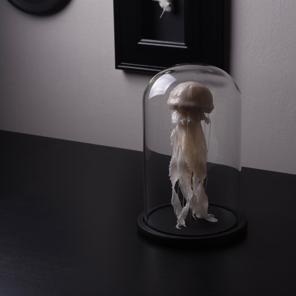 teca in vetro con scultura medusa poggiata su un  tavolo