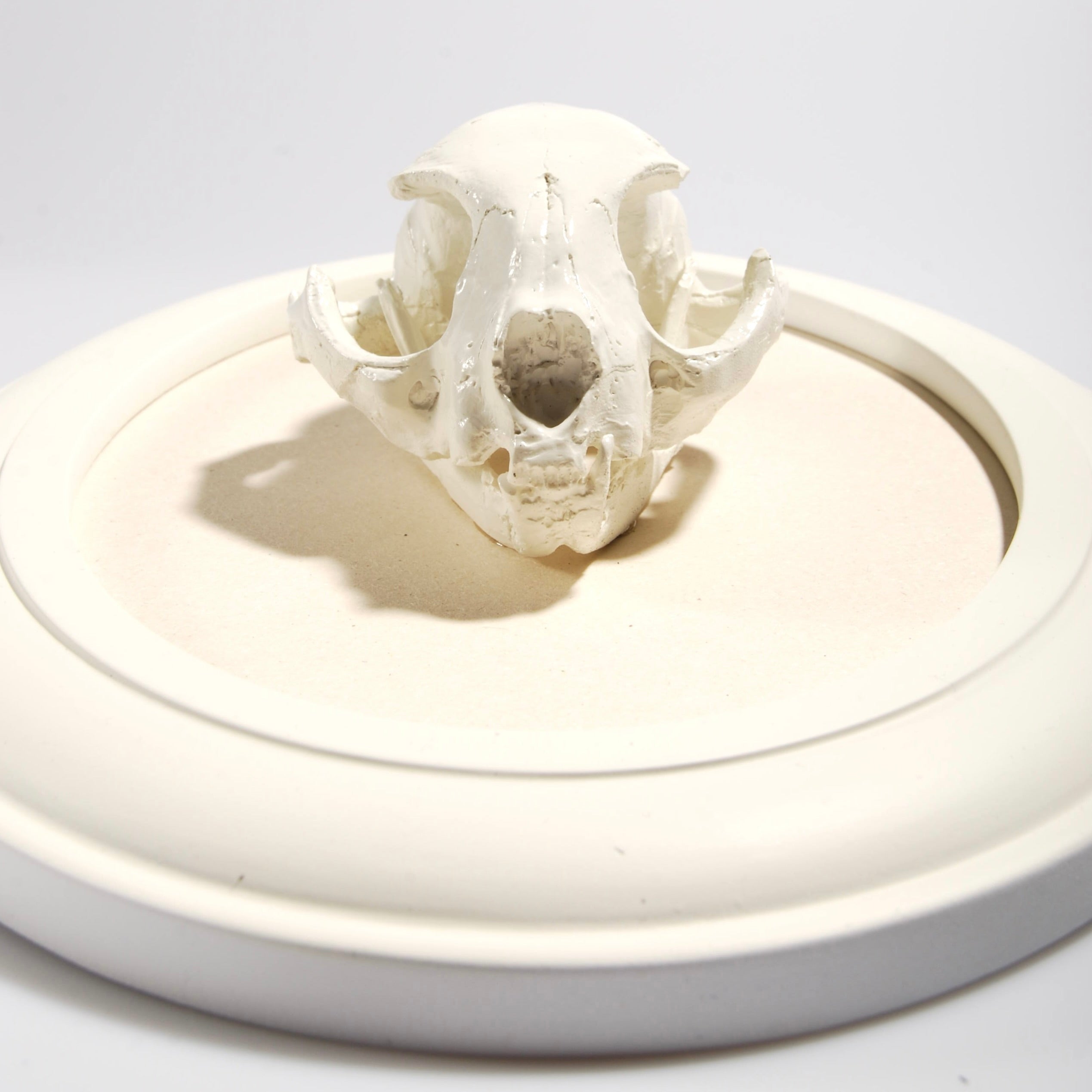 Quadretto Teschio di Gatto - Ovale