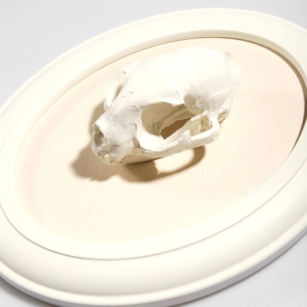 Quadretto con riproduzione teschio di gatto bianco su cornice ovale bianca, vista 3/4