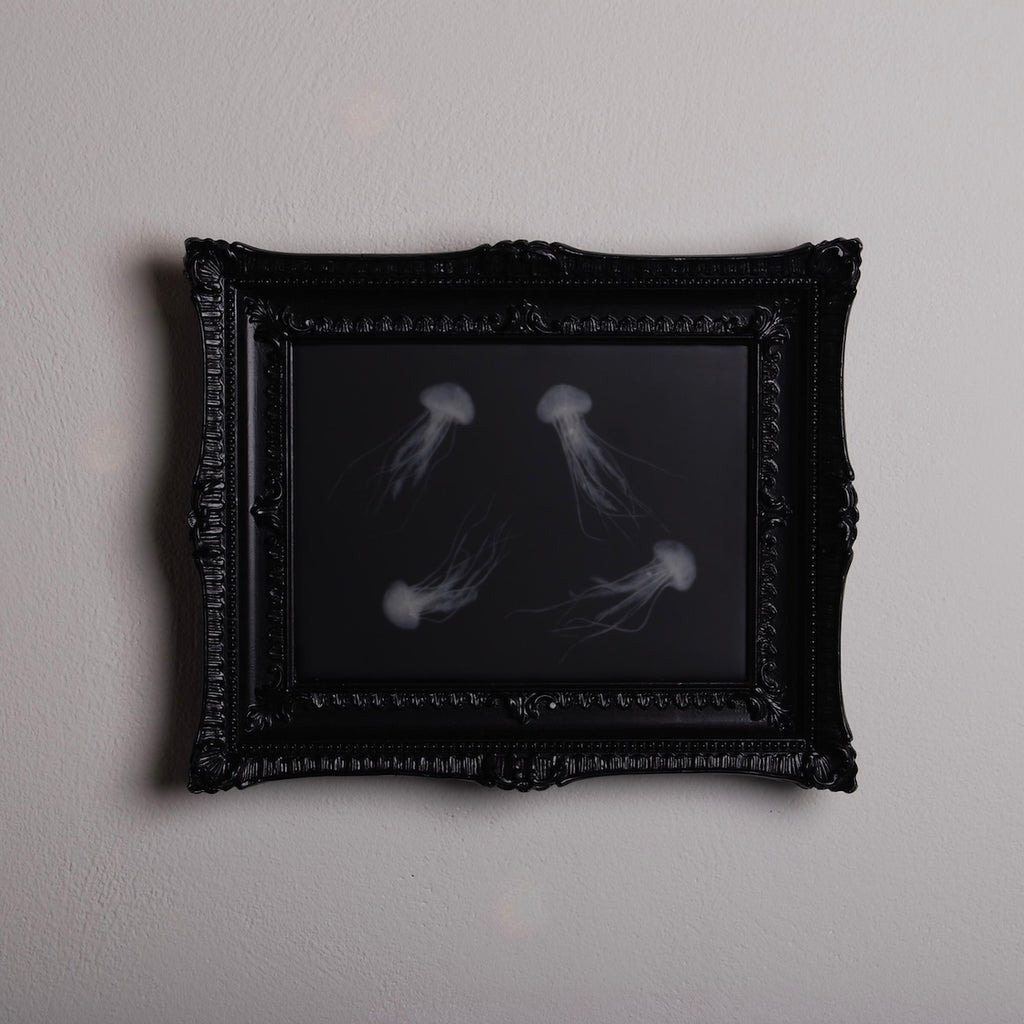 quadro con sculture di meduse marine in cornice rettangolare intarsiata, appeso orizzontale